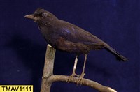 藏品(臺灣紫嘯鶇)的圖片